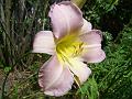 2012-0803-1420_Day_Lily_21,4C
